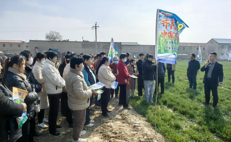 齐民29巡回观摩会邱县站成功举办：农技下乡赋能小麦单产提升