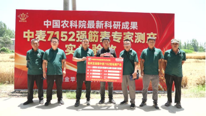现场火爆！中麦7152实打验收亩产816.6公斤！优质强筋麦打破“不高产”魔咒